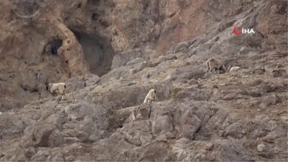 Nesli tehlikede olan yaban keçilerine katırlarla ot taşındı... Yaban keçileri böyle görüntülendi