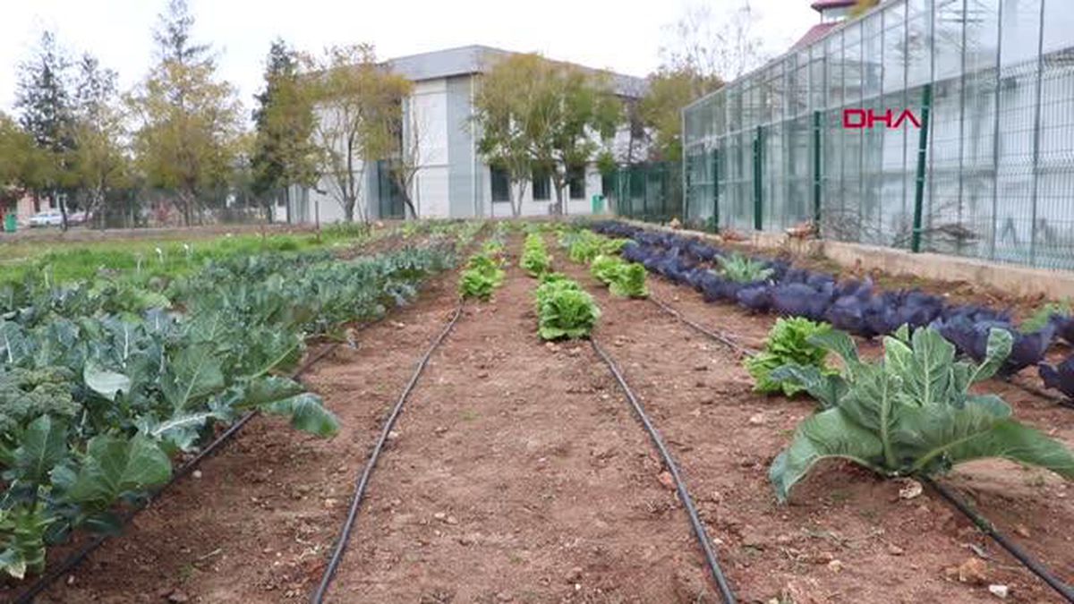 OTİZMLİ ÇOCUKLAR, EKTİKLERİ ÜRÜNLERİN HASADINI YAPTILAR
