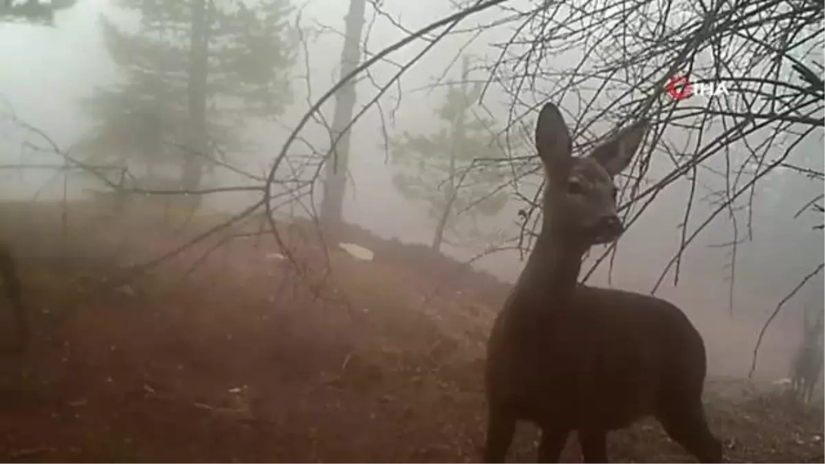 Samsun'da yaban hayatı fotokapana yakalandı