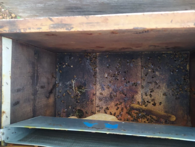 Son dakika haber... Adana Kozan'da bazı kovanlarda görülen arı ölümleri üzerine inceleme başlatıldı
