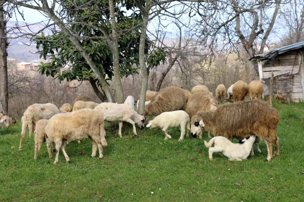Ordu\'da koyun yetiştiriciliği geliştiriliyor