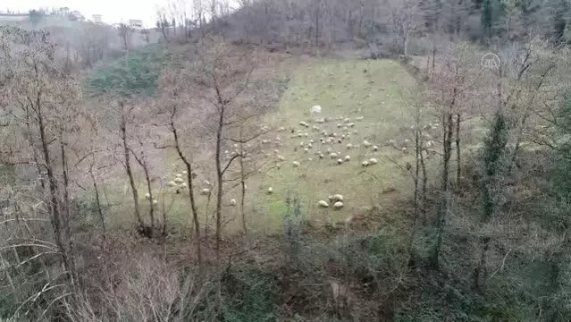 Dik yamaçlardaki meralar koyun sürüleriyle şenlendi