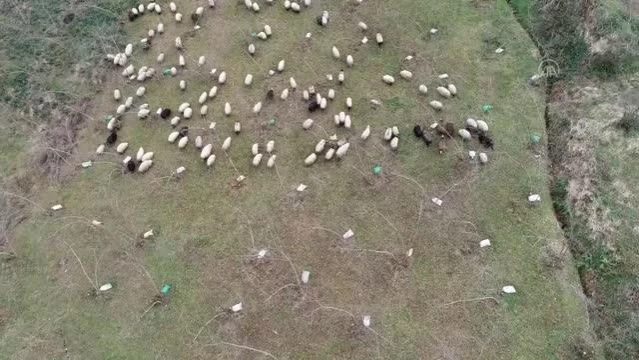 Dik yamaçlardaki meralar koyun sürüleriyle şenlendi
