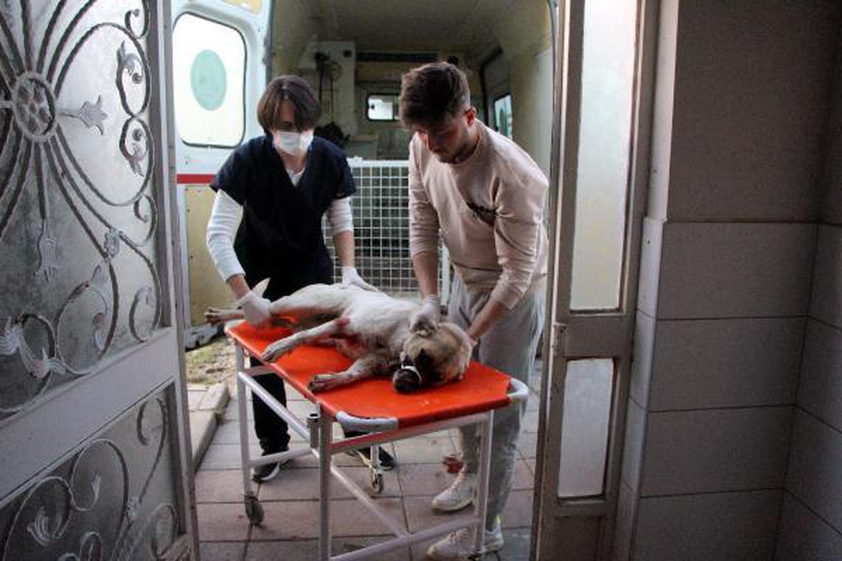Hayvanlarına saldırdı, diye köpeği av tüfeğiyle vurdu