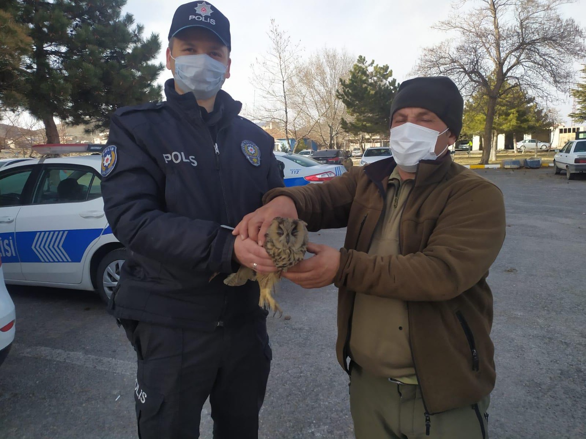 Kayseri\'de yaralı bulunan baykuş ve atmaca tedaviye alındı