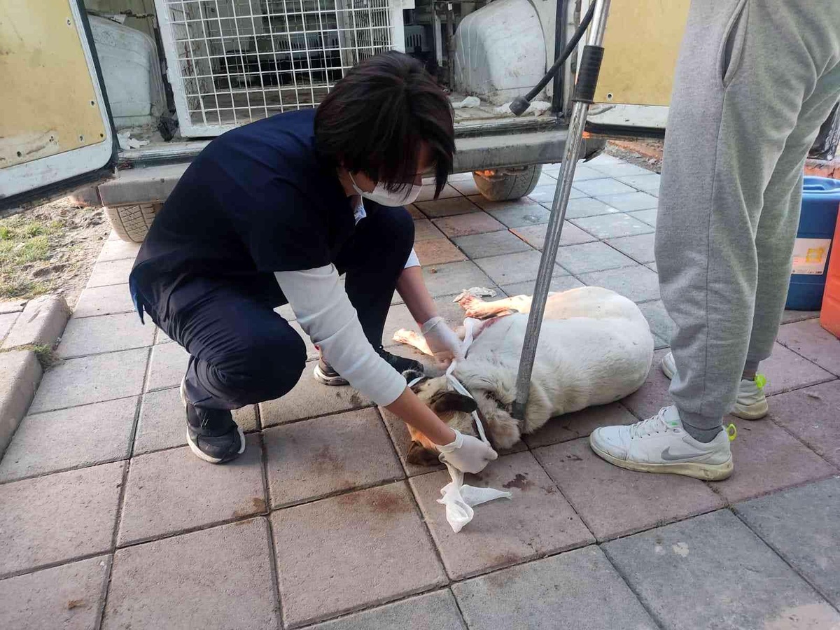 Kümesteki hayvanlarına saldıran köpeği yaralayan şahsa adli işlem ve para cezası
