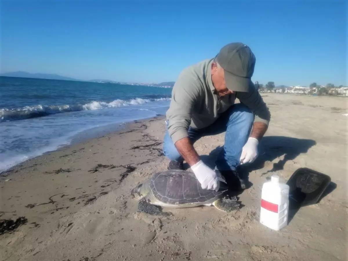 Kuşadası sahilinde nadir görülen deniz canlıları ölü olarak bulundu