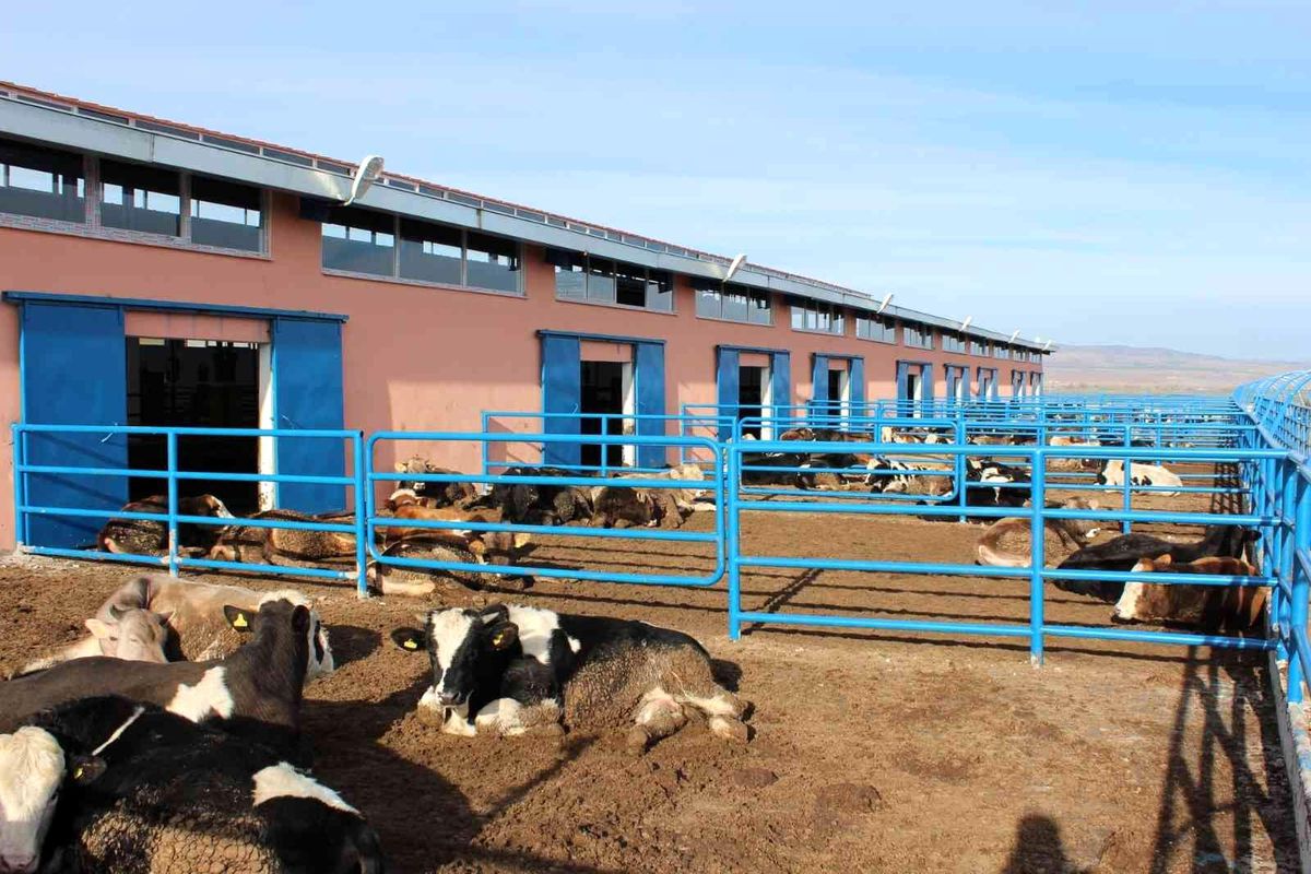 Sivas'ta büyükbaş hayvan varlığı arttı