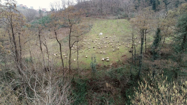 Dik yamaçlardaki meralar koyun sürüleriyle şenlendi