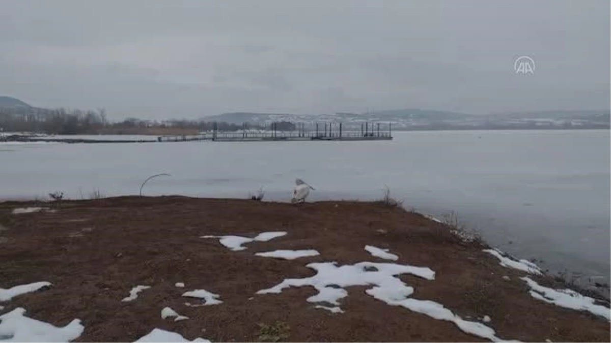 Yeniçağa Gölü\'nde pelikan görüldü