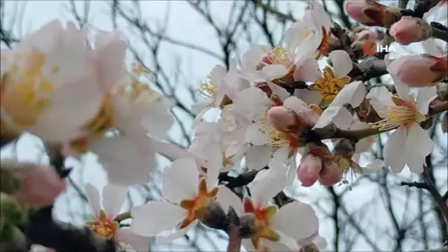 Edirne'de badem ağaçları çiçek açtı