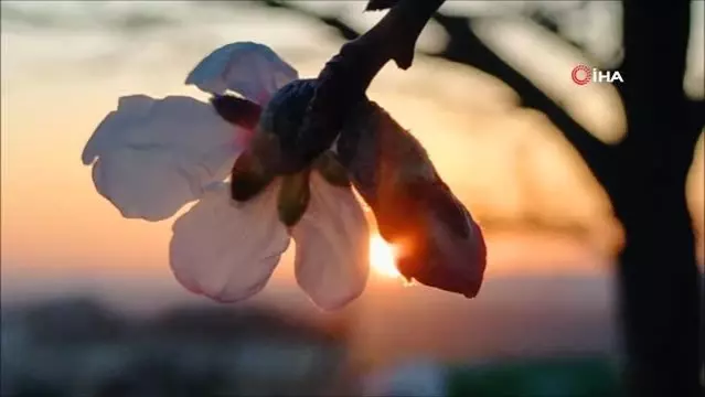 Edirne'de badem ağaçları çiçek açtı