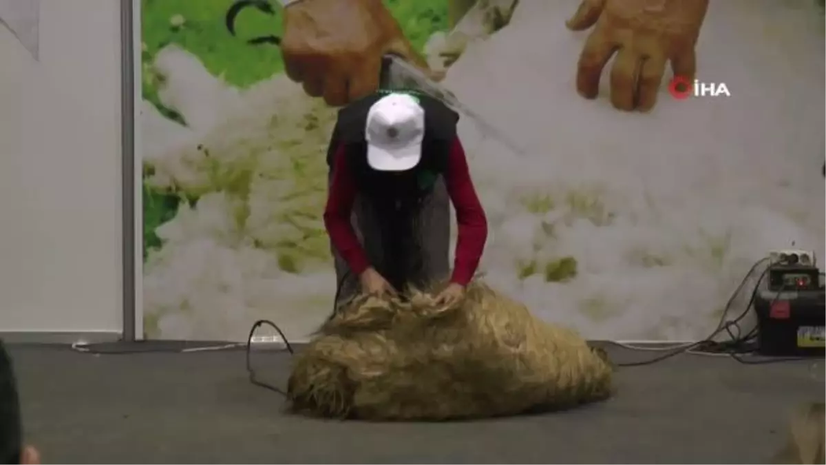 Gaziantep'te koyun kırkma yarışması düzenlendi