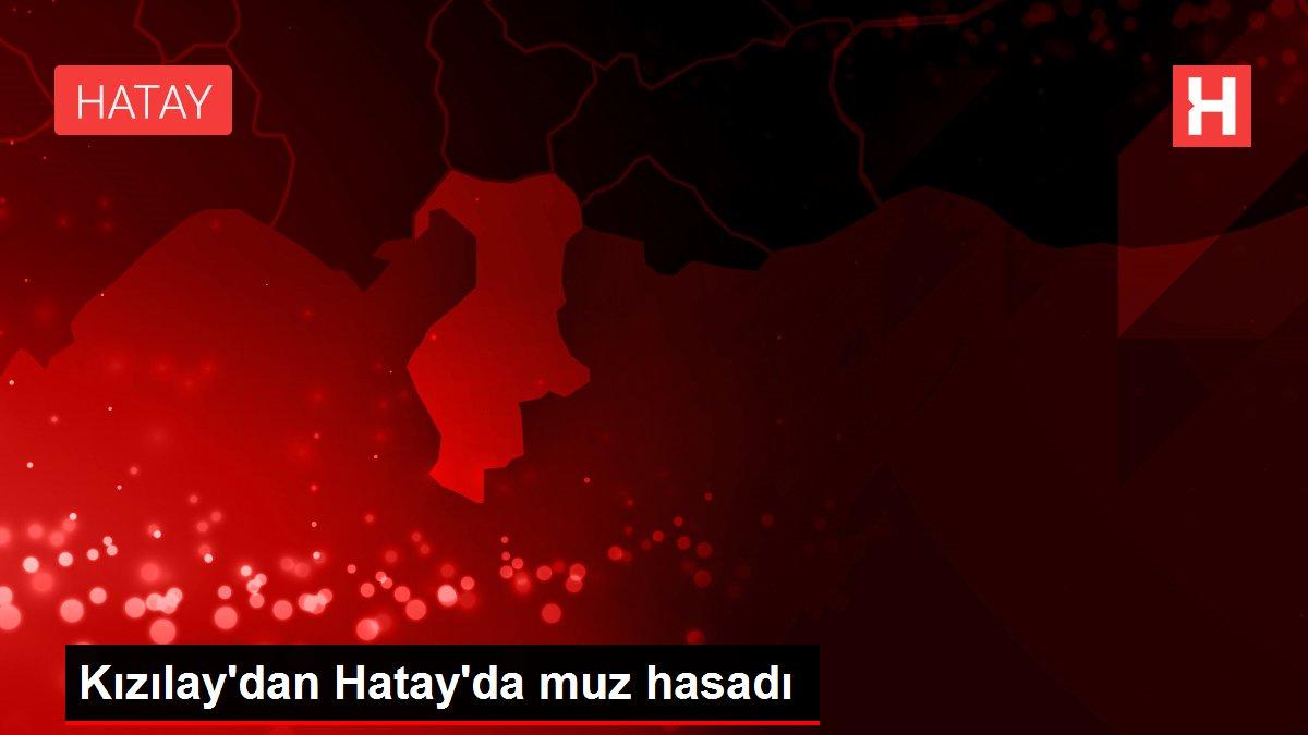 Kızılay'dan Hatay'da muz hasadı