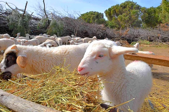  Mera İzmir projesi üreticiyi memnun etti: 258 çobanla yüksek fiyattan süt alım anlaşması