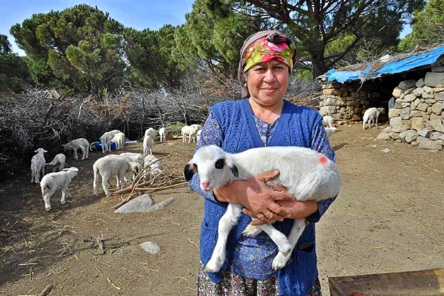  Mera İzmir projesi üreticiyi memnun etti: 258 çobanla yüksek fiyattan süt alım anlaşması