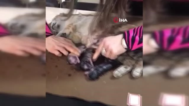 Ölen hamile kedinin yavrularını kurtardı