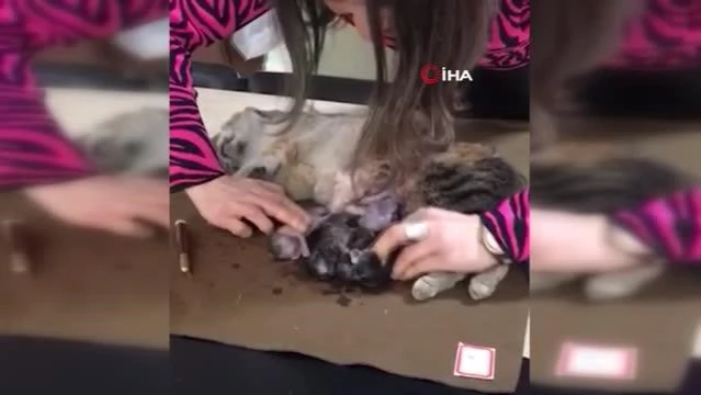 Ölen hamile kedinin yavrularını kurtardı