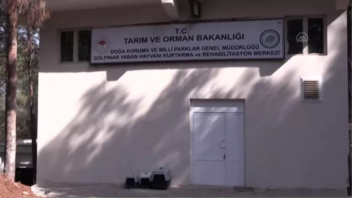 ŞANLIURFA - Tedavisi tamamlanan 14 hayvan doğaya bırakıldı