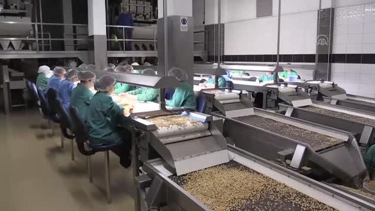 Çin ve ABD'ye satılan fındık miktarının artması ihracatçıları sevindirdi