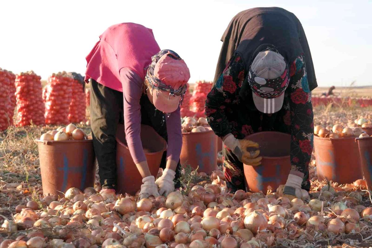 Eskişehir'deki mevsimlik işçilerin günlük ücreti önceki yıla göre arttı