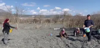 Kargı ilçesinde ekilen Taşköprü sarımsağında yüksek verim bekleniyor