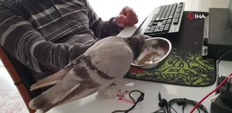 Kedi ile güvercinin dostluğu kısa sürdü