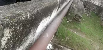 Kum adacığında mahsur kalan köpeği, çelik halatla inerek kurtardı