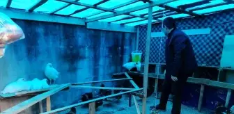 Lise öğrencileri hayallerini gerçekleştirmek için tavuk yetiştirip, yumurta üretiyor