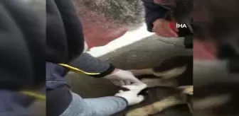 Son dakika haber | Otomobilin çarptığı sokak köpeği devlet hastanesinde tedavi edildi