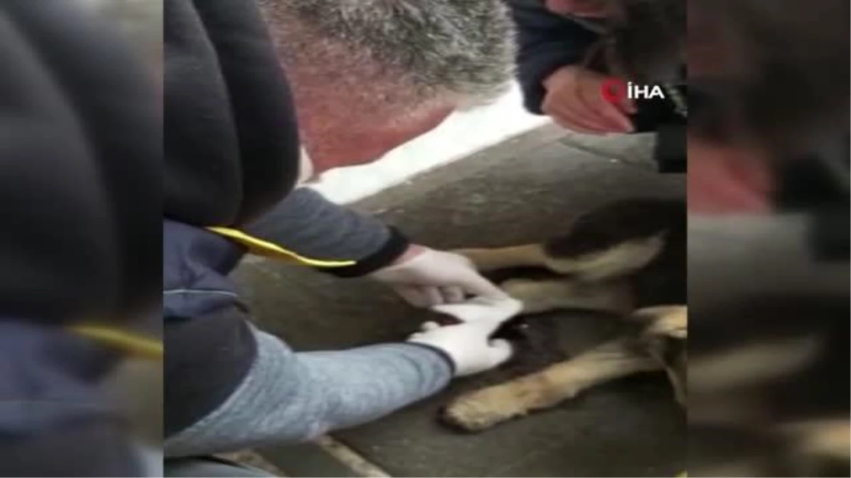 Son dakika haber | Otomobilin çarptığı sokak köpeği devlet hastanesinde tedavi edildi