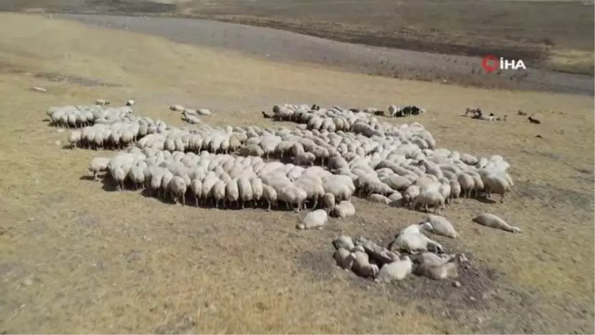 Sivas'ta hayvancılık yaygınlaşıyor... 'Köyümde Yaşamak İçin Bir Sürü Nedenim Var' projesi kapsamında küçükbaş hayvan sayısı 919 bin 687 oldu