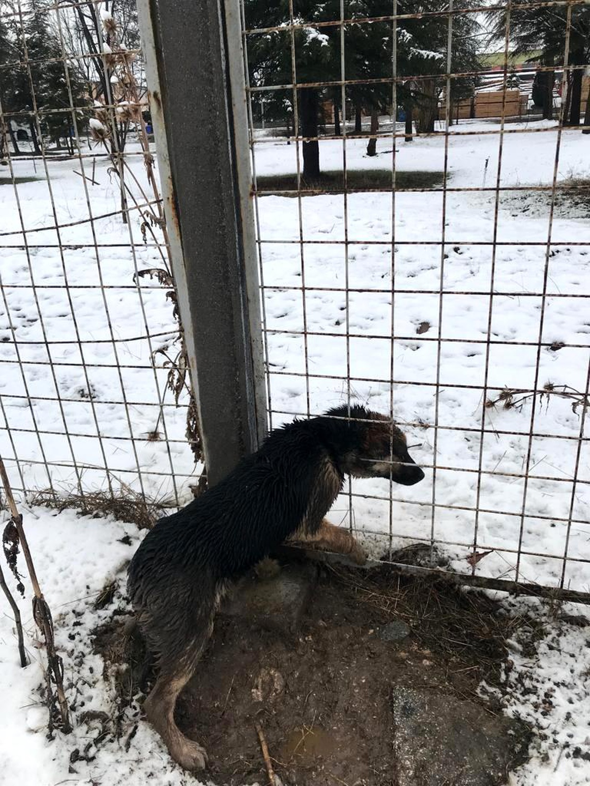 Kafası tel örgüye sıkışan köpeği itfaiye ekipleri kurtardı