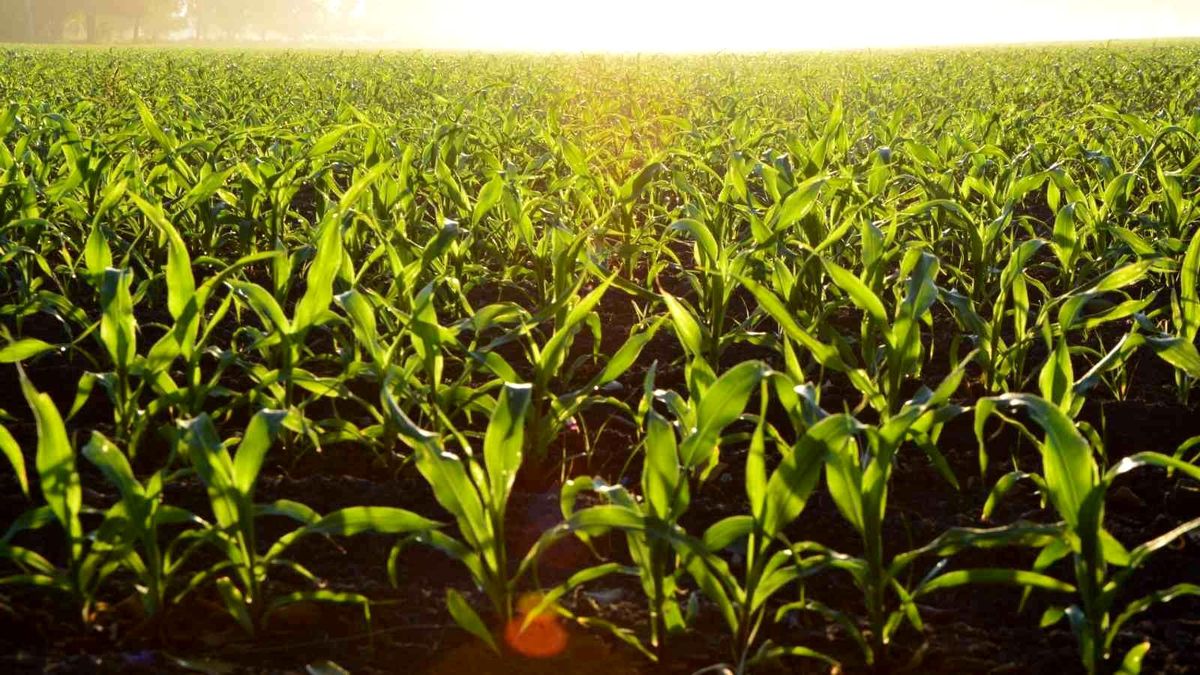 Kahramanmaraş tarımı yüzde 236 büyüdü