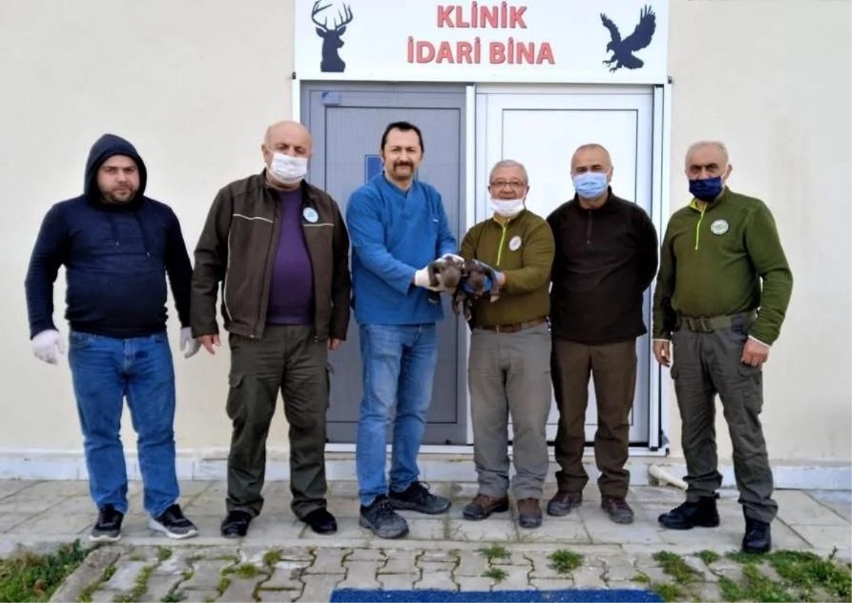 Kastamonu\'da bulunan iki ayı yavrusu, Sinop\'taki merkezde rehabilite ediliyor