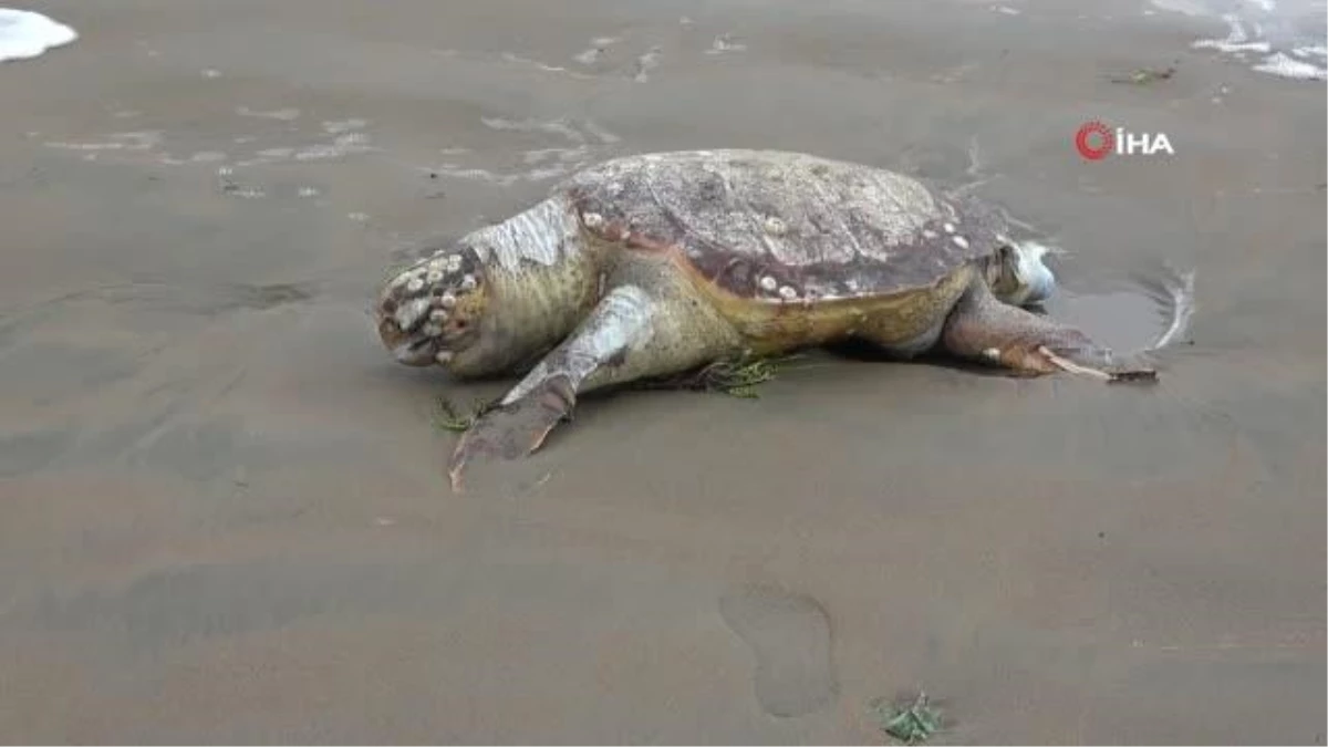 Son dakika haberleri... Mersin\'de ölü Caretta Caretta plaja vurdu