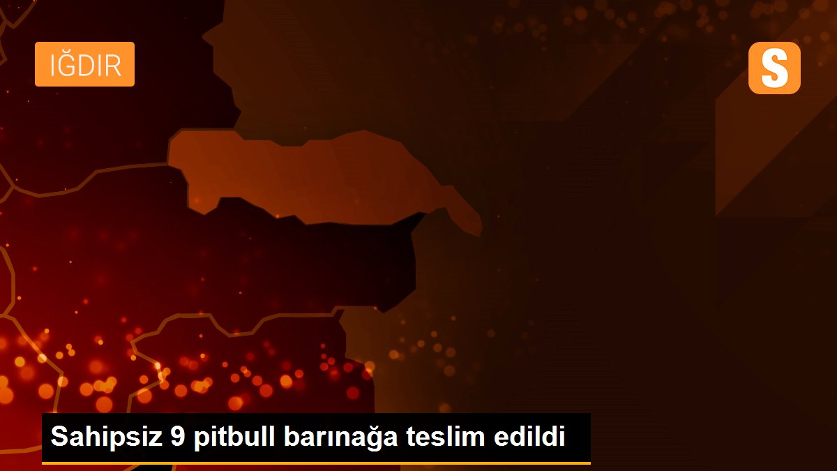 Sahipsiz 9 pitbull barınağa teslim edildi