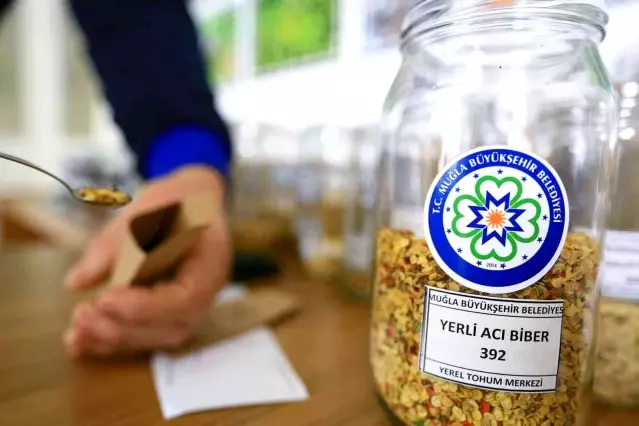 Ata tohumları topraktan sofraya ulaşıyor