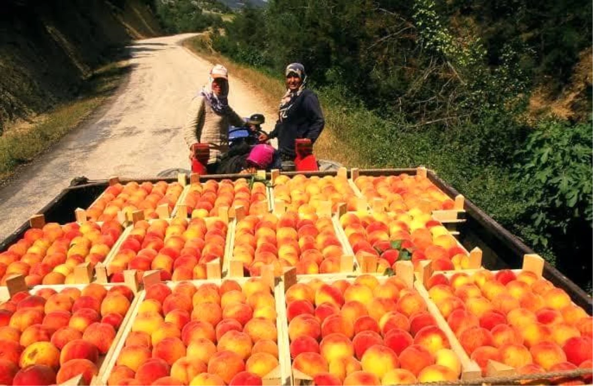 Osmaneli\'nde meyve suyu üretimi tesisi faaliyete geçecek