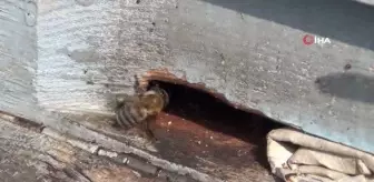Şırnak'ta bal arıları 5 aylık kış uykusundan uyandı