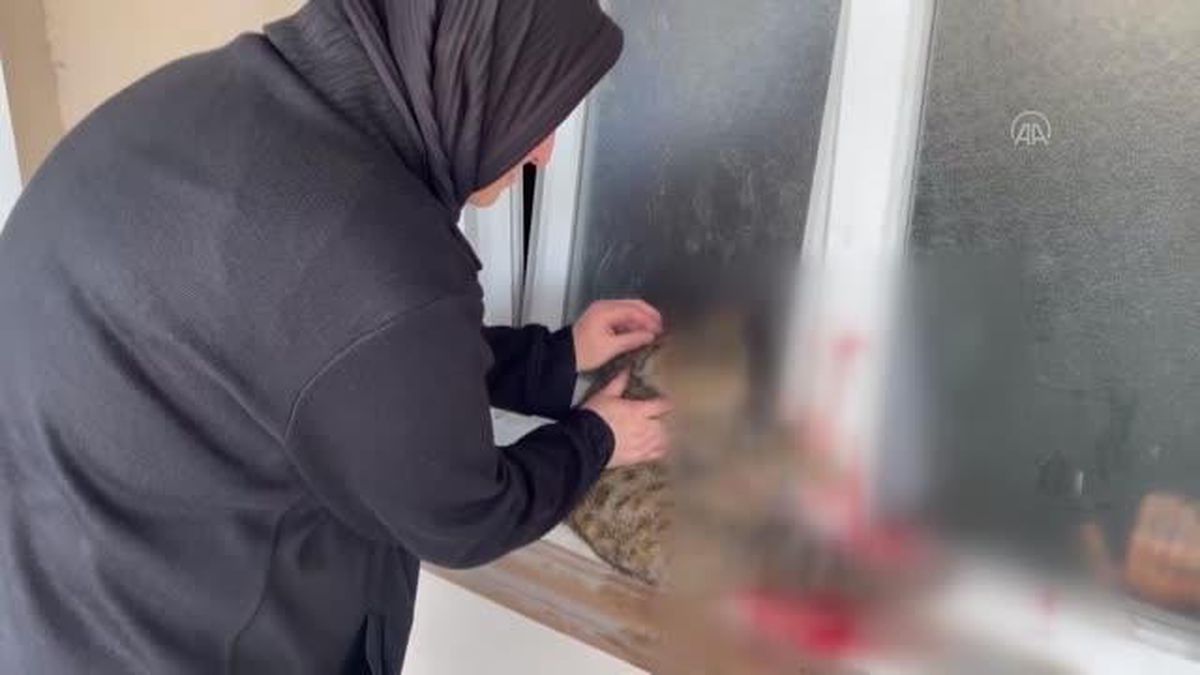 Sokak kedisi, pencereye sıkışan kedinin başından ayrılmadı