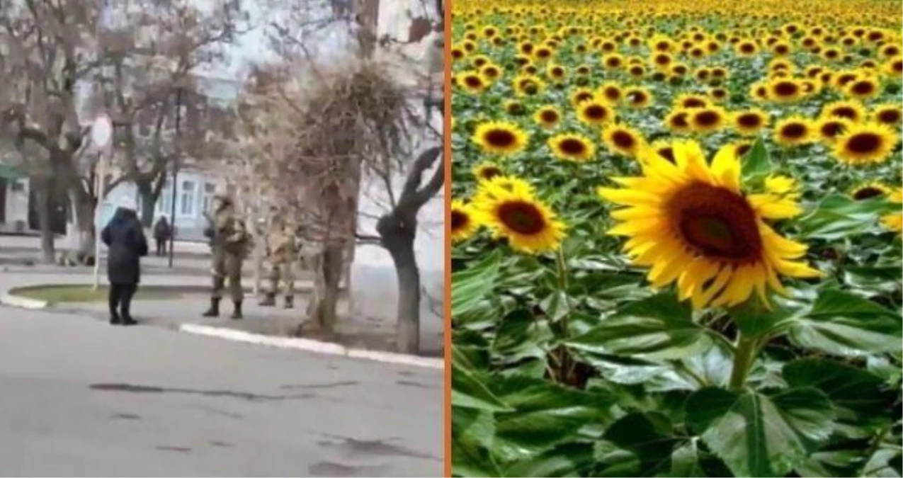 Ukraynalı kadından Rus askerine: Cebinize ayçiçeği koyun öldüğünüzde topraklarımızda çiçekler büyüsün