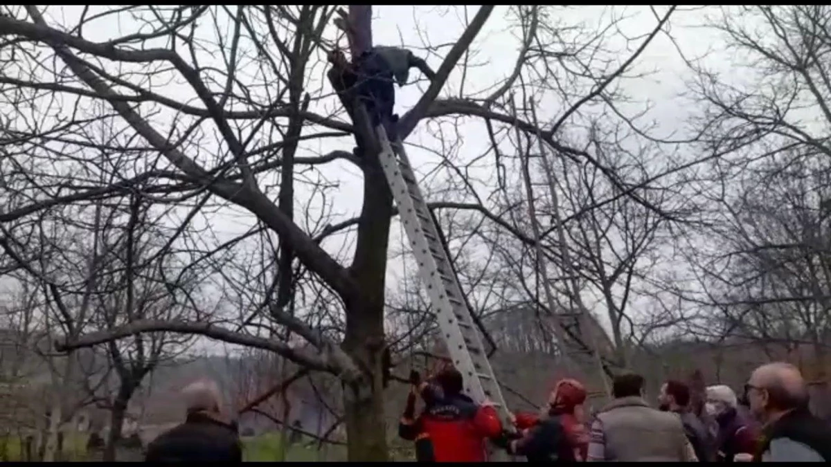 Son dakika: Budadığı ağaçta fenalaşarak mahsur kaldı, yardımına itfaiye koştu