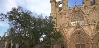 GAZİMAĞUSA - KKTC'nin en yaşlı ağacı: Cümbez