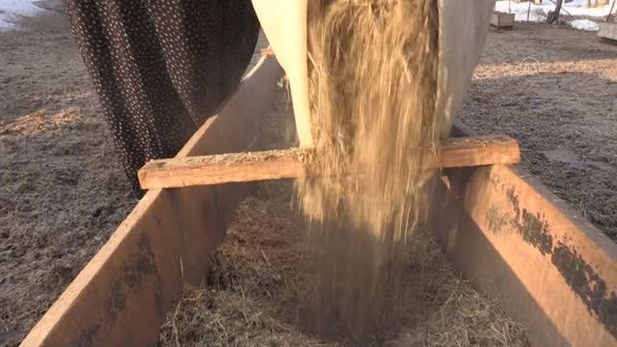 Köylerde yaşayan kadınlar 'hayatın yükünü' omuzluyor