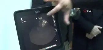 Sokak hayvanları için güç birliği