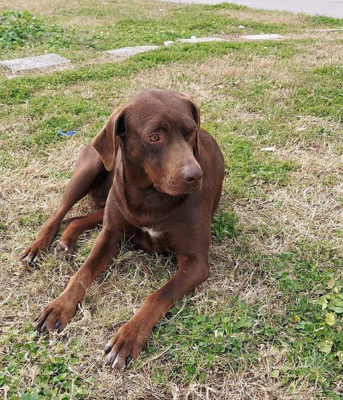 Son dakika: ATEŞ KÖPEK 'YANLIŞ EL'DEKİ İĞNEDEN ÖLDÜ İDDİASI