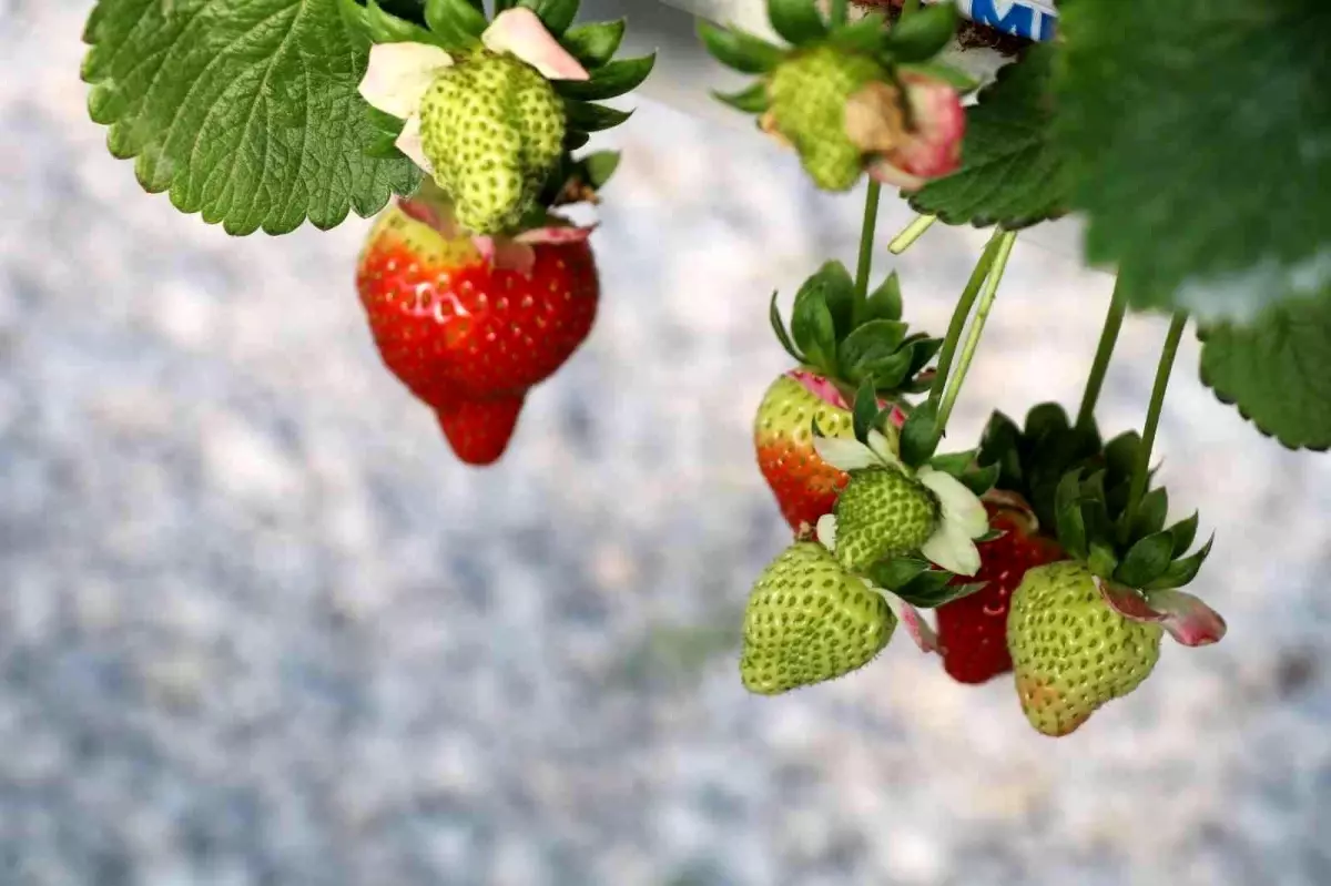 Çilek sektörü Aydın\'da masaya yatırılacak