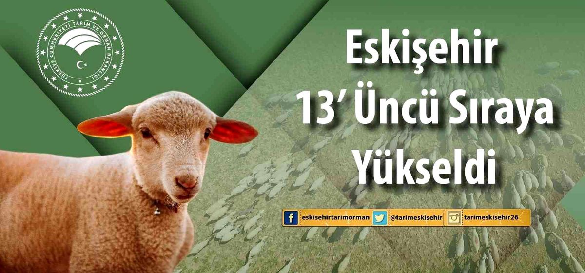 Eskişehir'de küçükbaş hayvan sayısı arttı