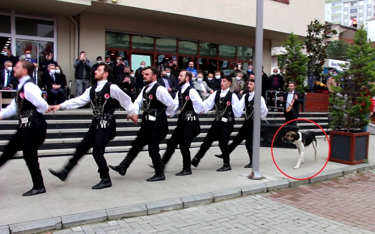 Sevimli köpek kemençe sesini duyunca horon tepiyor! İşte o görüntüler